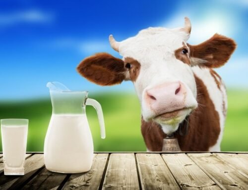 ما هي حساسية حليب البقر؟