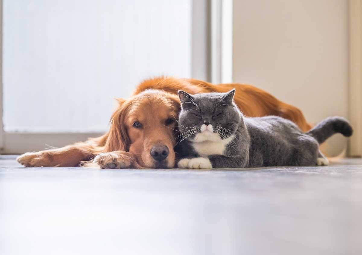 What causes cat and dog allergy, how does it pass?